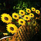 🌻Sunflower Solar Garden Stake Led Lights — Buy 2 Get 2 Free