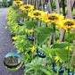 🌻Sunflower Solar Garden Stake Led Lights — Buy 2 Get 2 Free
