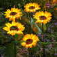🌻Sunflower Solar Garden Stake Led Lights — Buy 2 Get 2 Free
